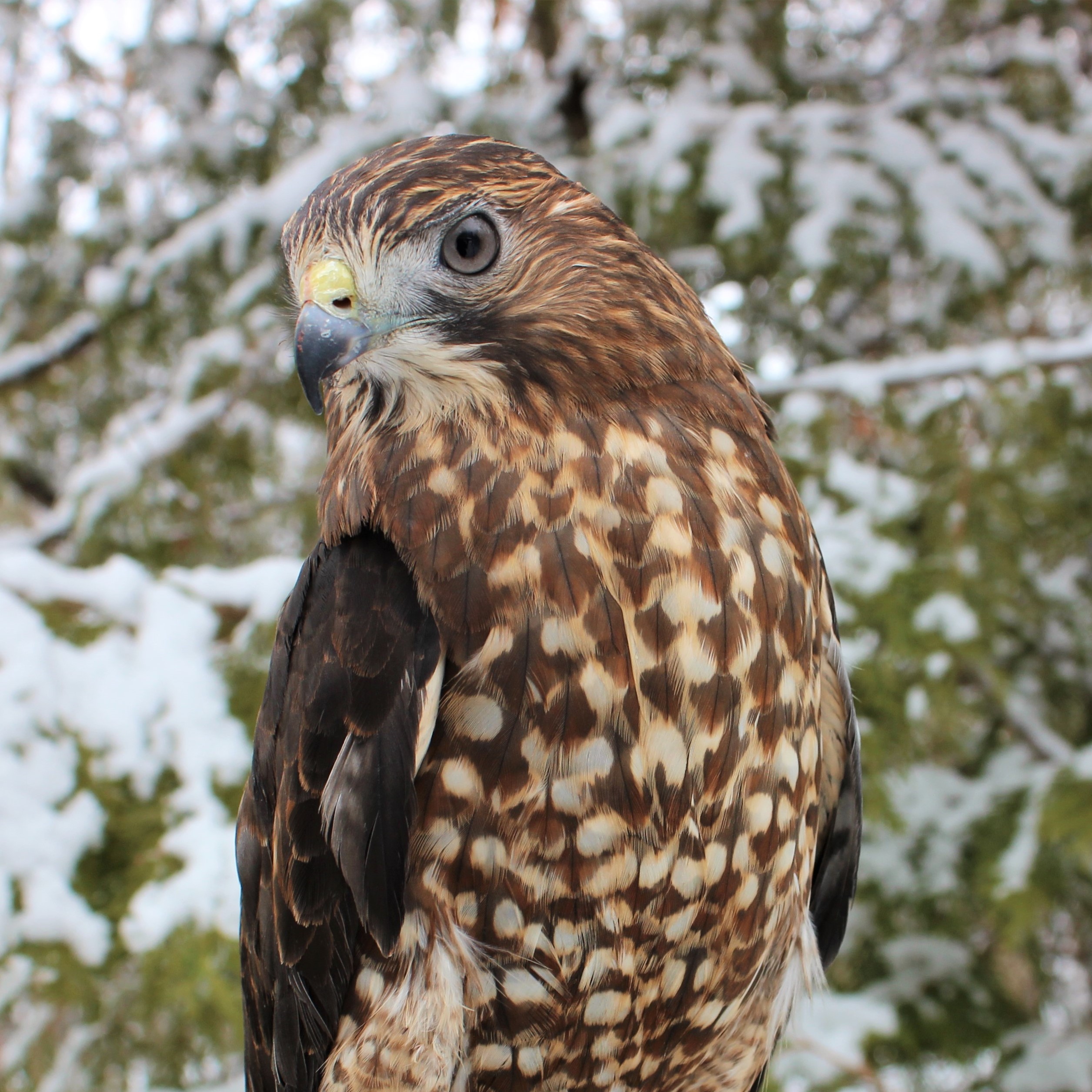 Willow, Broad-Winged Hawk