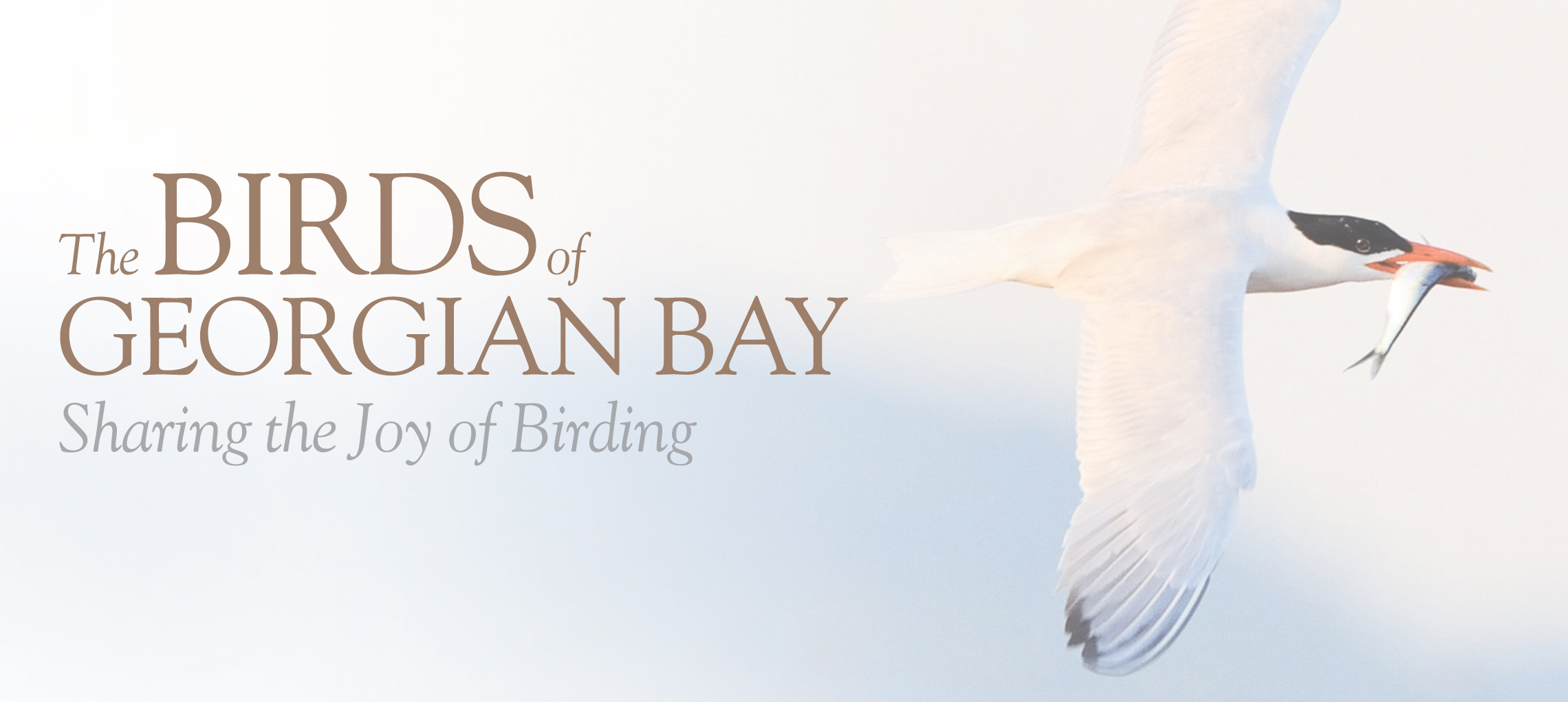 Birds of Georgian Bay