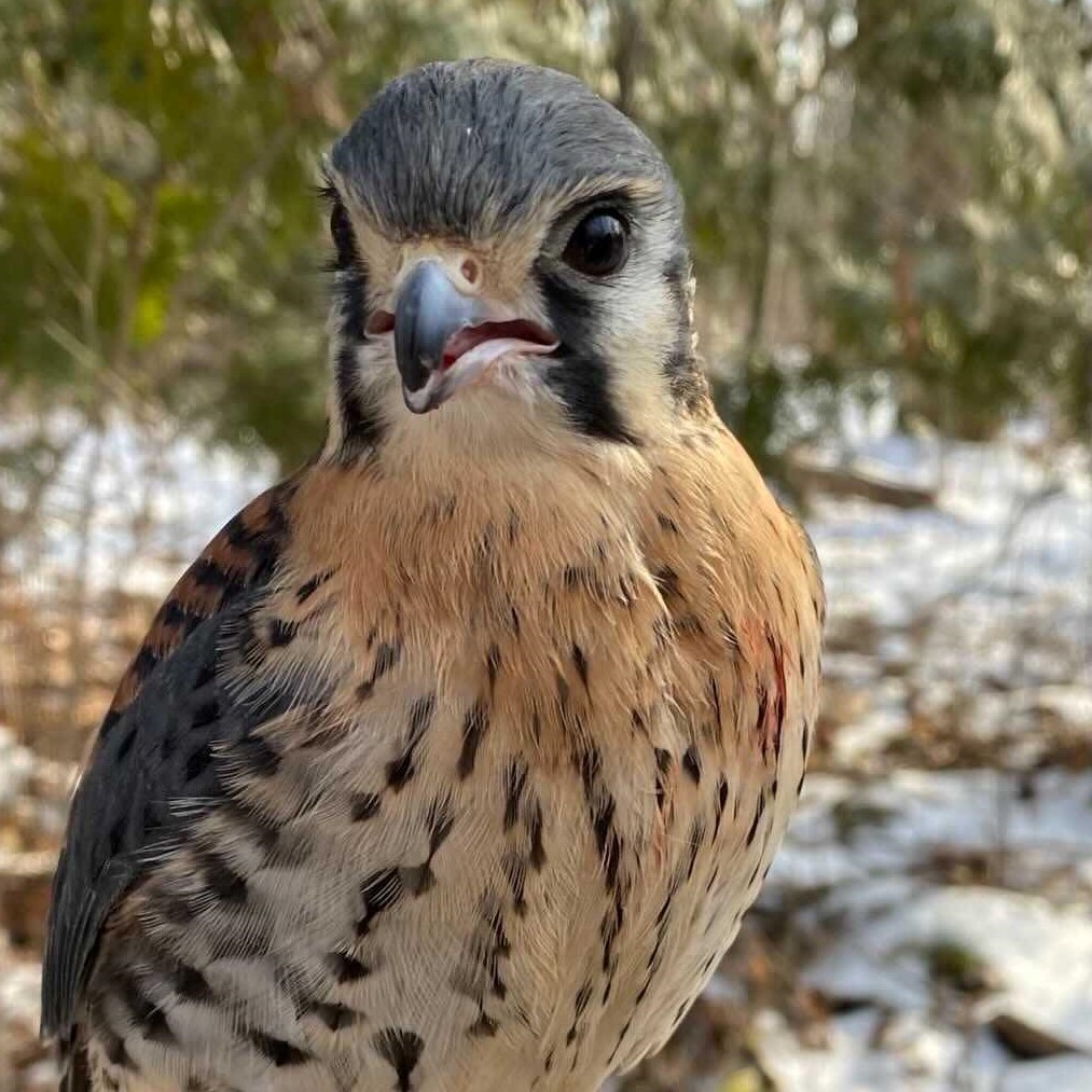 Kenny, American Kestrel