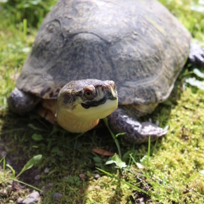 Buddy, Blanding's Turtle