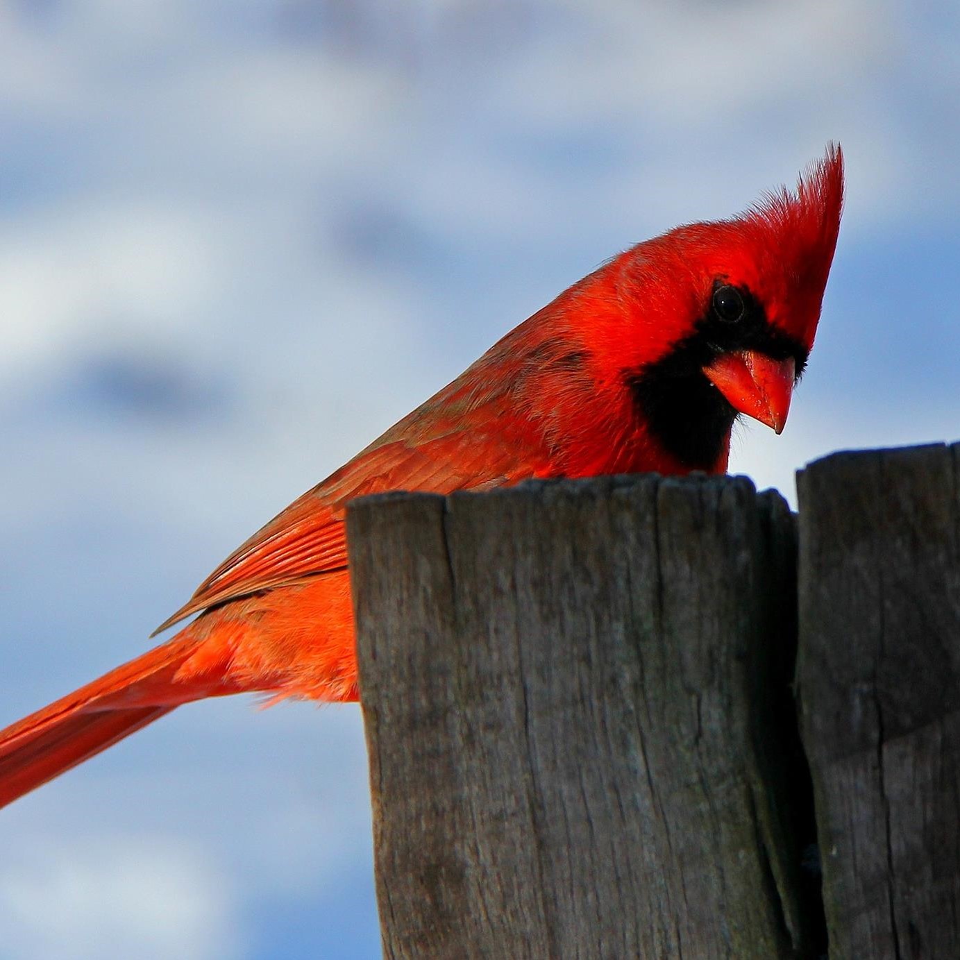 Cardinal