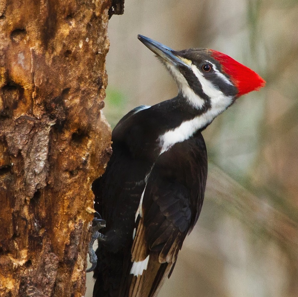 Pileated Woodpecker