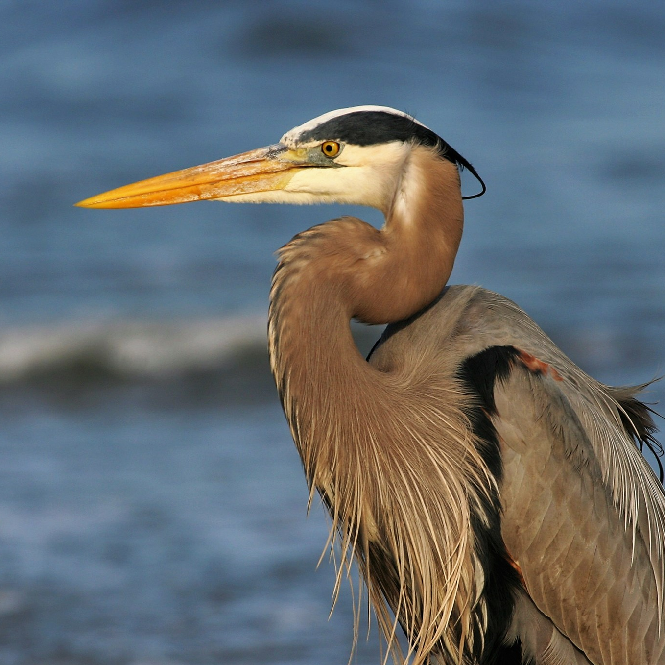 Great Blue Heron