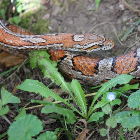 Ginger, Corn Snake