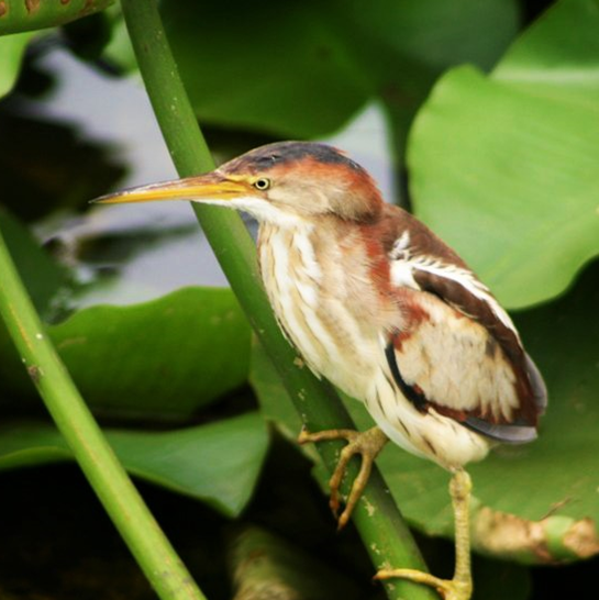 Least Bittern