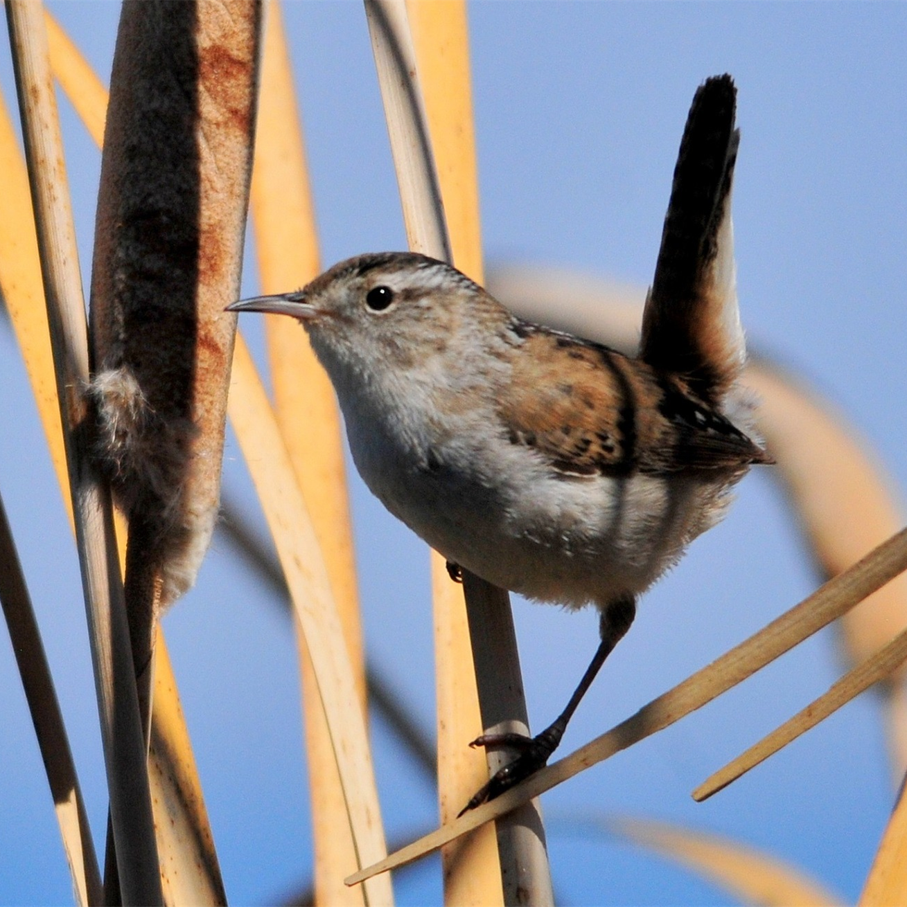 Marsh Wren