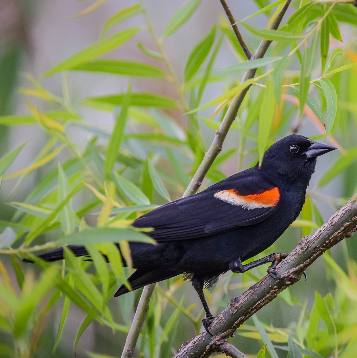 Red-Winged Black Bird