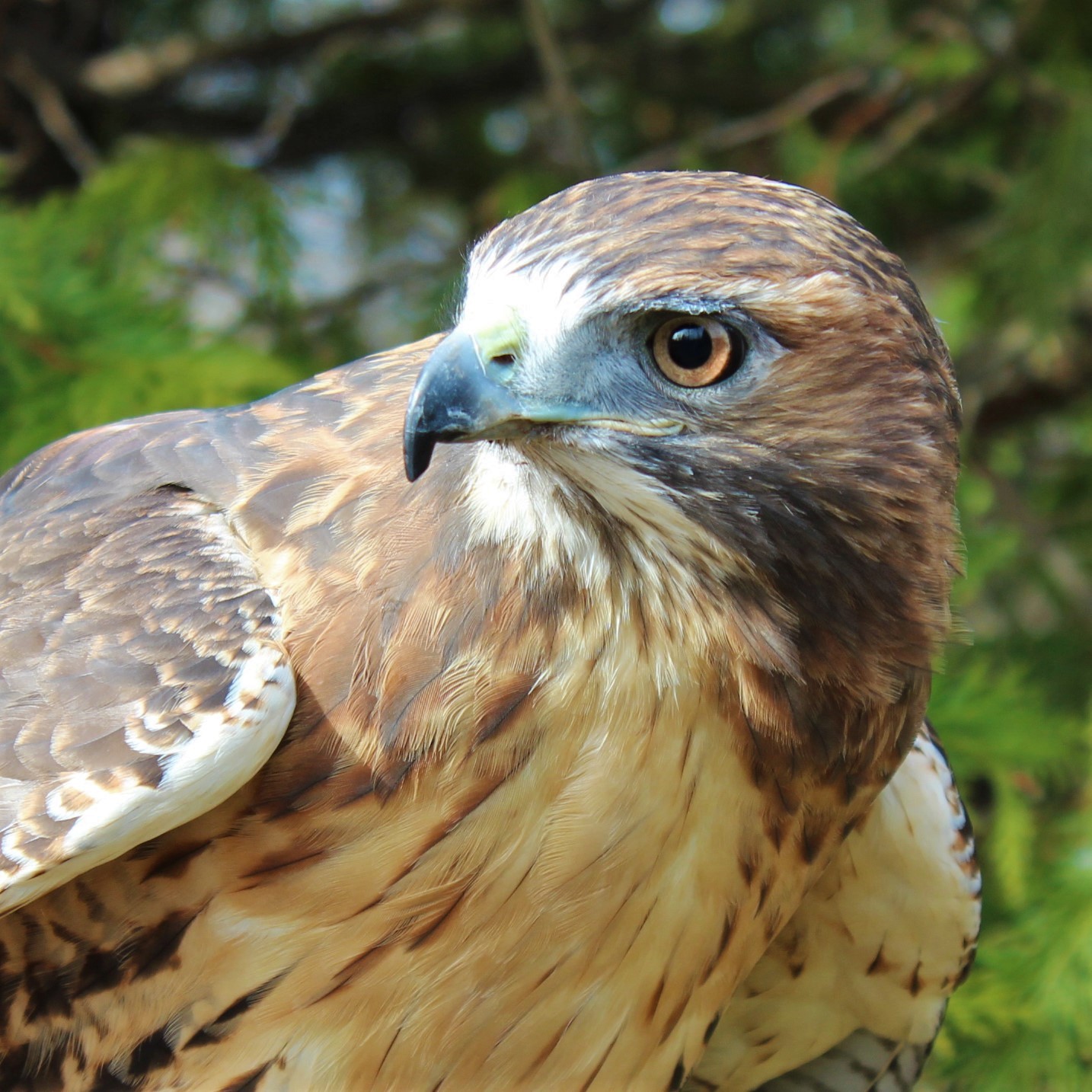 Scarlet, Red-Tailed Hawk