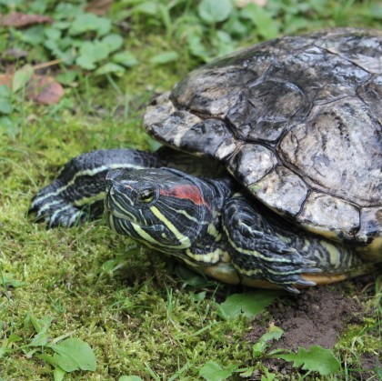 Ruby, Red-Eared Slider