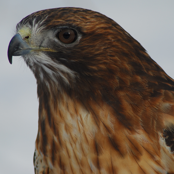 Rutsy, Red Tailed Hawk