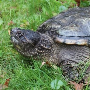 Sam, Snapping Turtle