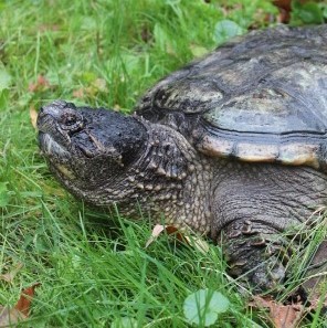 Sam, Snapping  Turtle