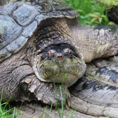 Sonic, Snapping Turtle