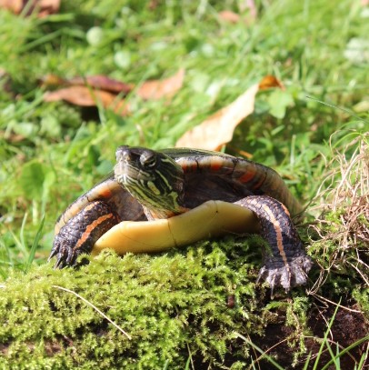 Speedy, Midland Painted Turtle