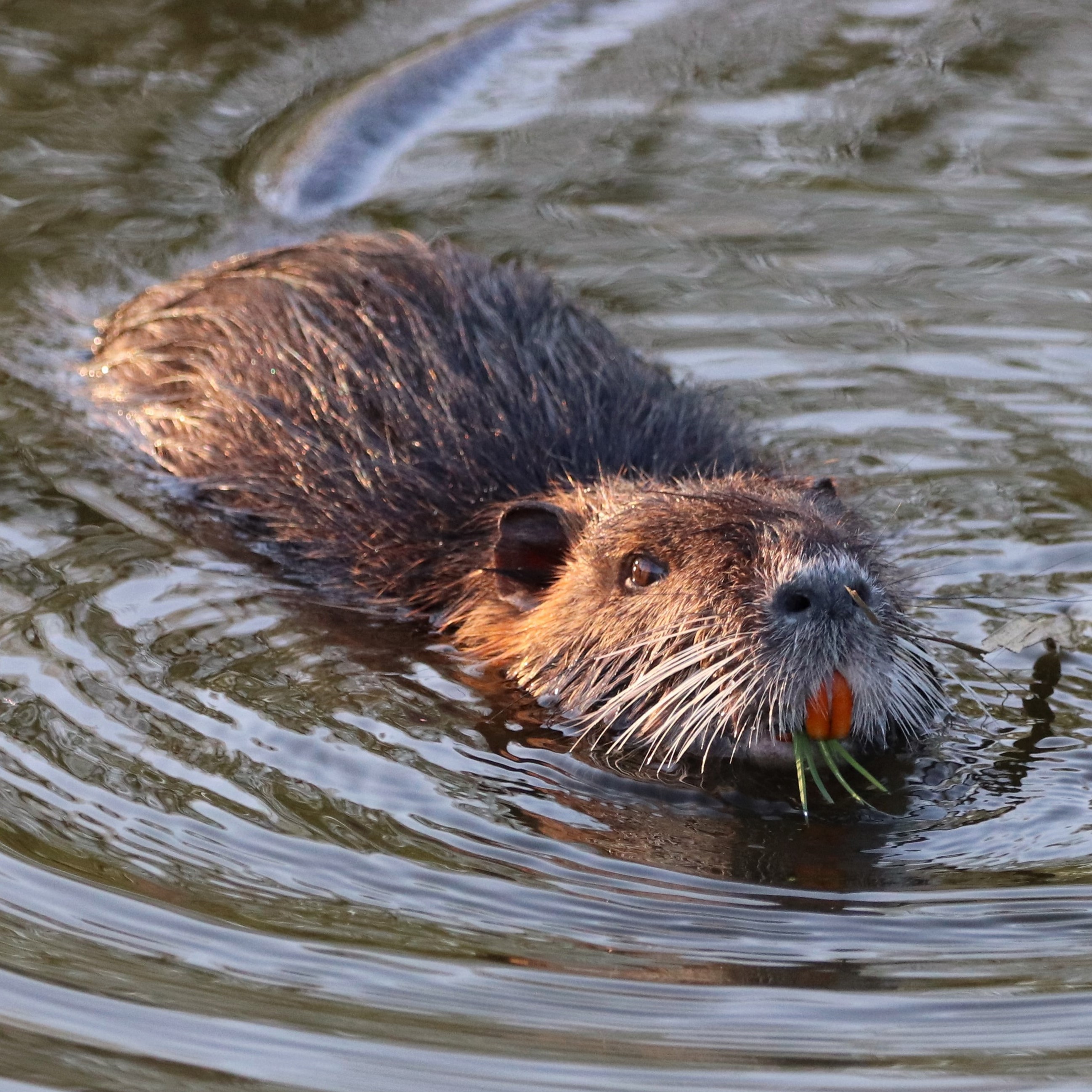 Beaver