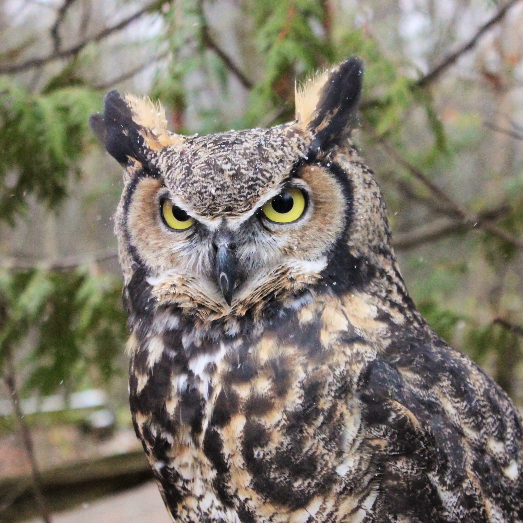 Becker, Great Horned Owl
