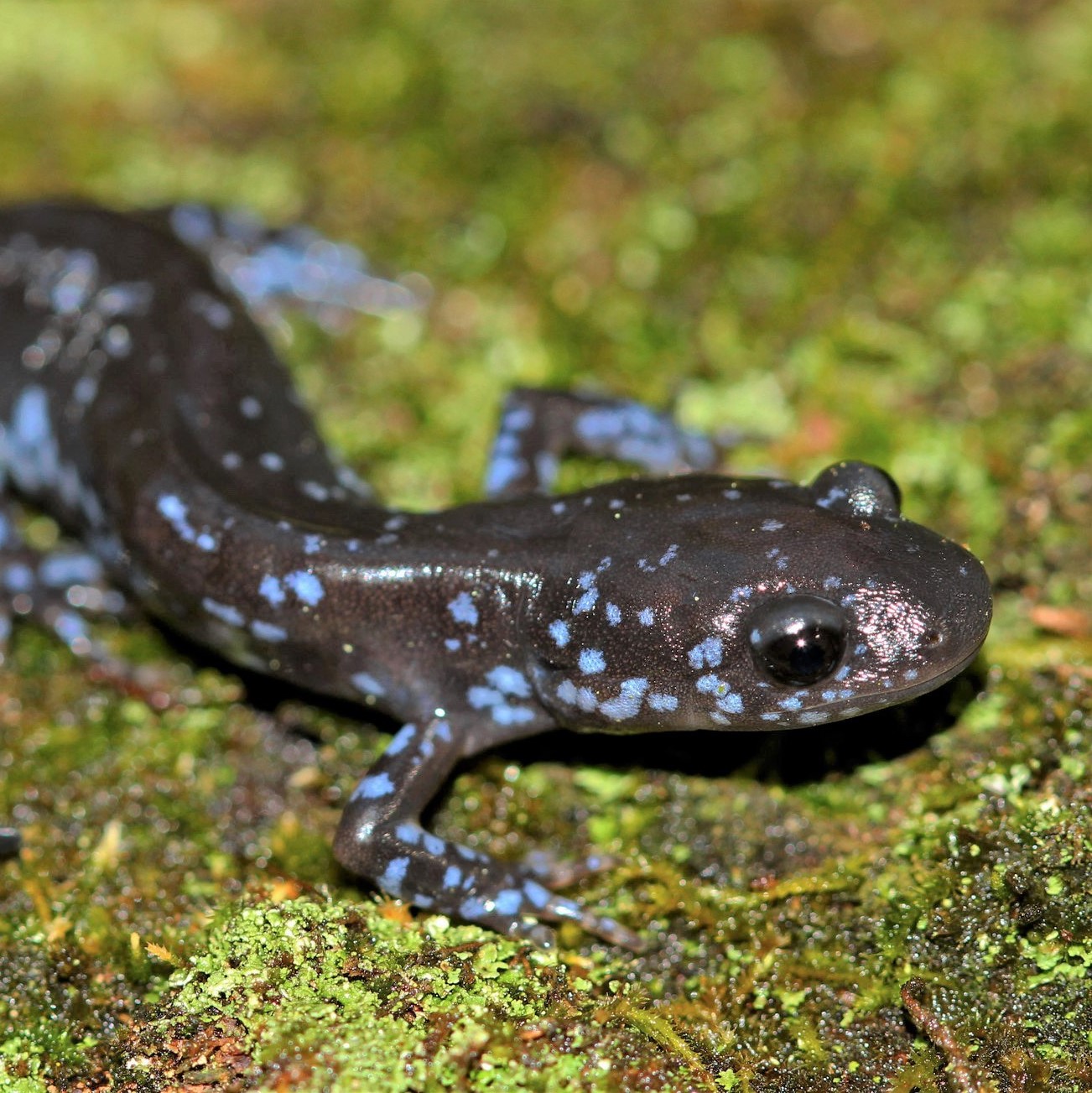 Blue-Spotted Salamander