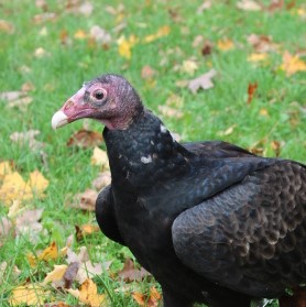 Darwin, Turkey Vulture