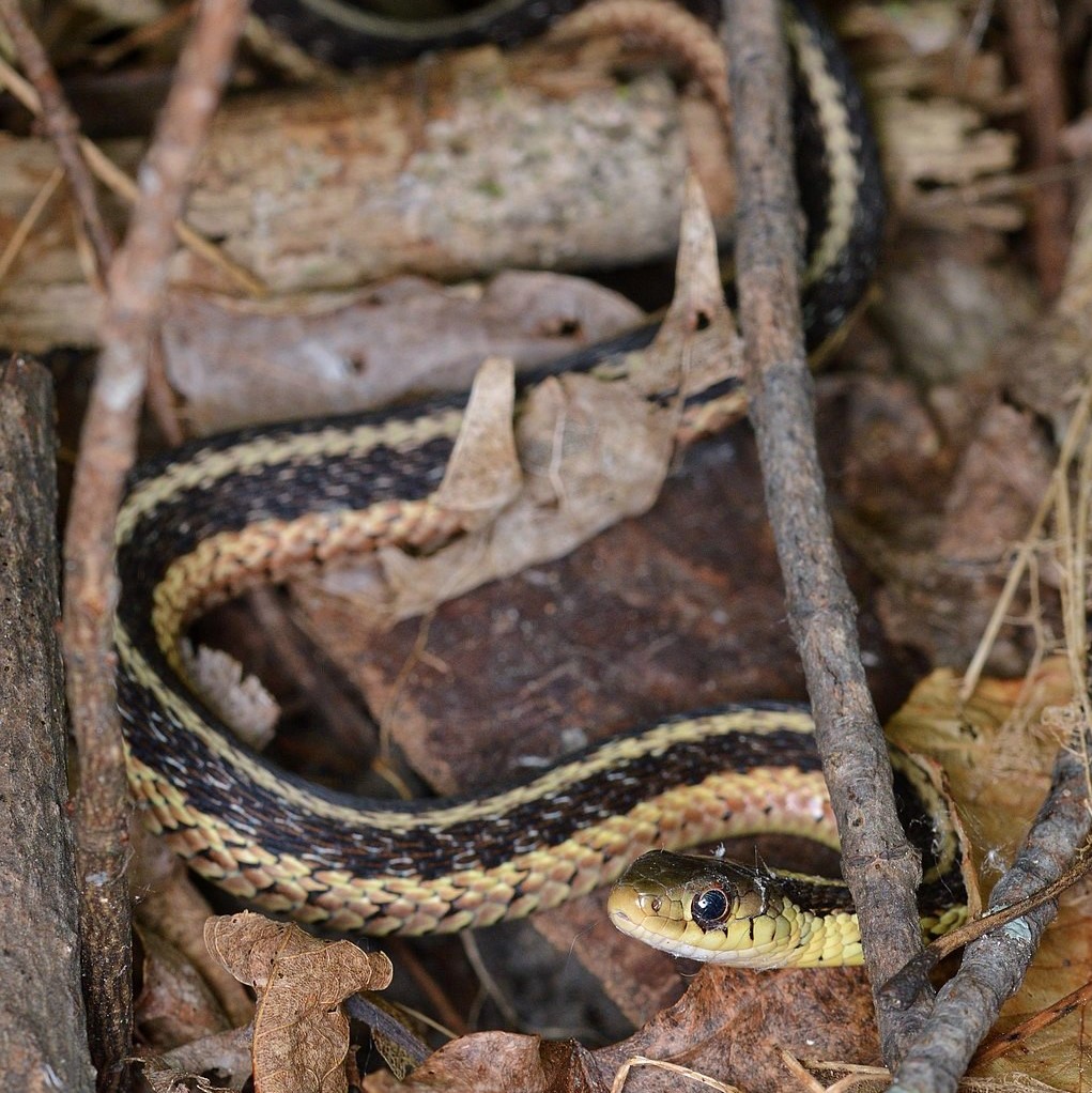 Eastern Gartersnake