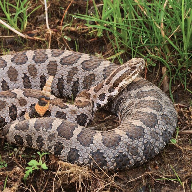 Massasauga Rattlesnake