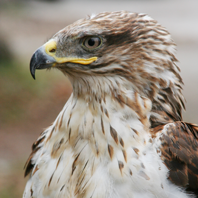 Guy Smiley, Ferruginous Hawk