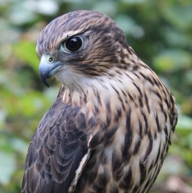 Leela, Merlin Falcon