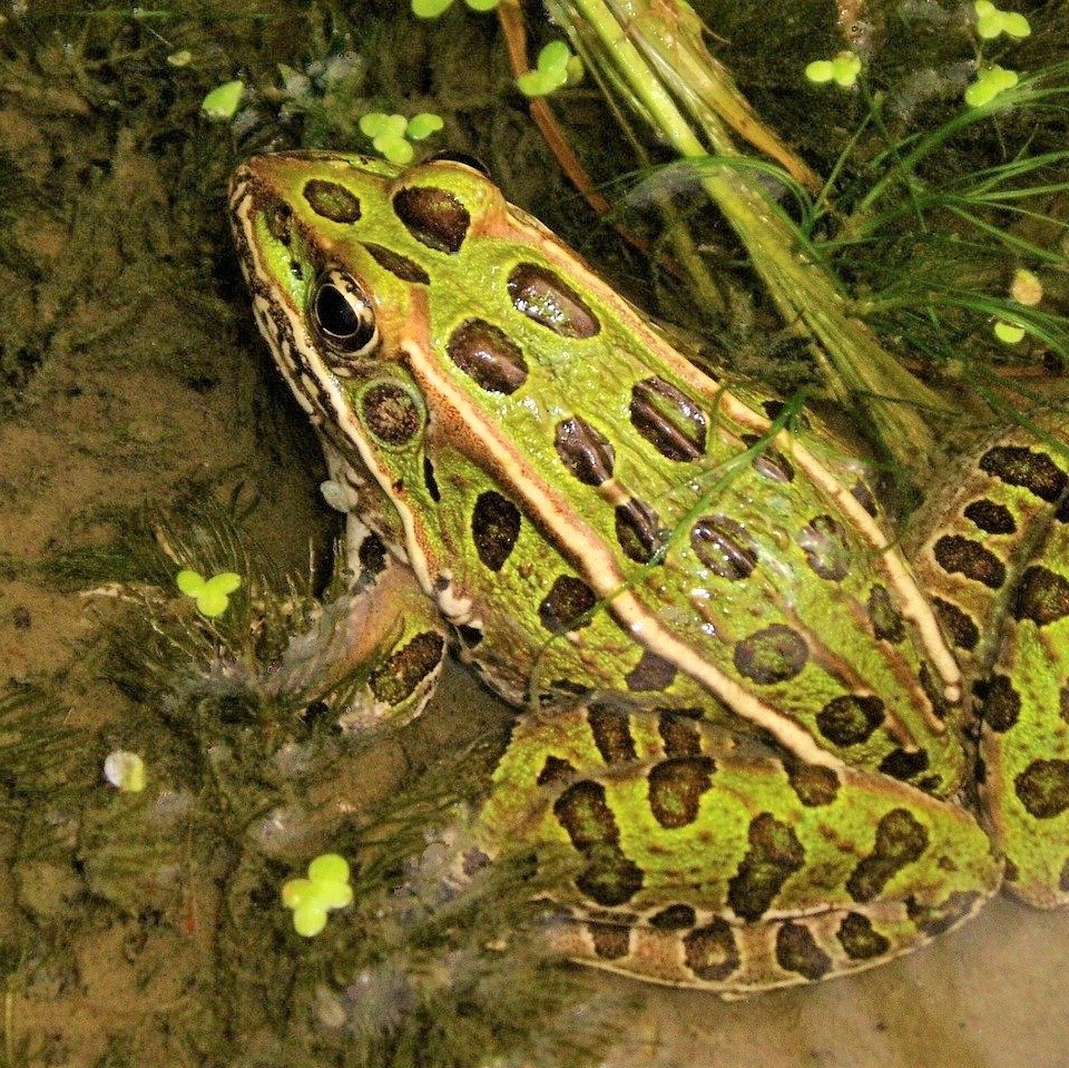 Northern Leopard Frog