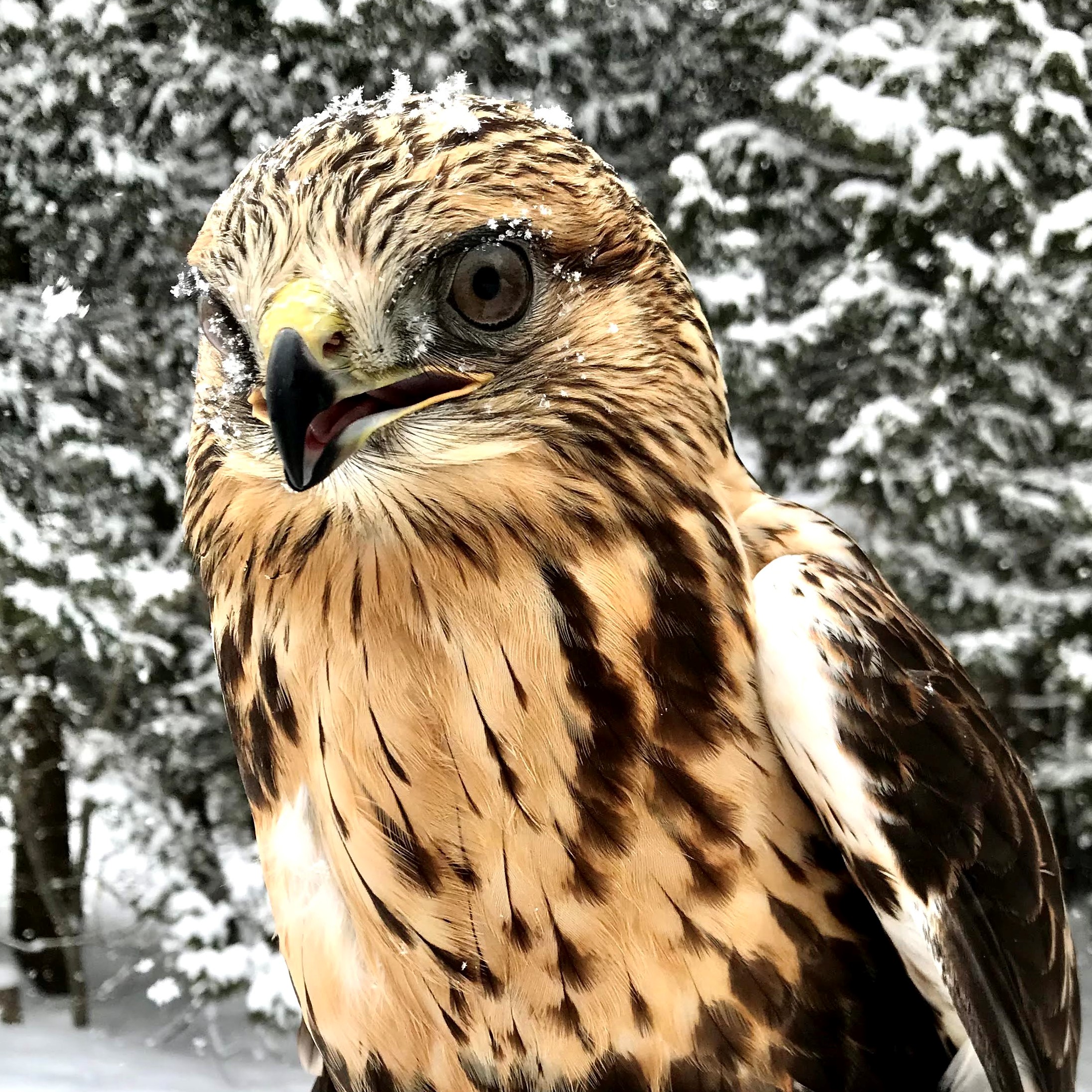 Marley, Rough-Legged Hawk