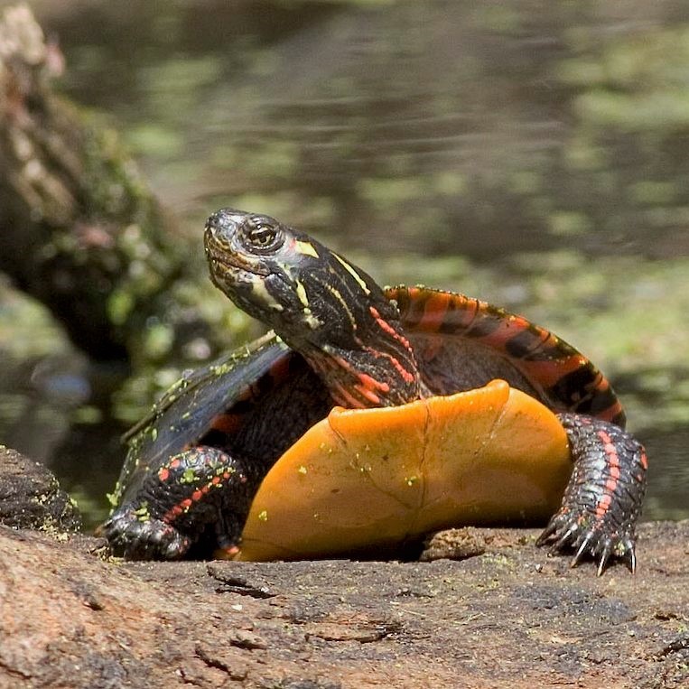 Midland-Painted Turtle