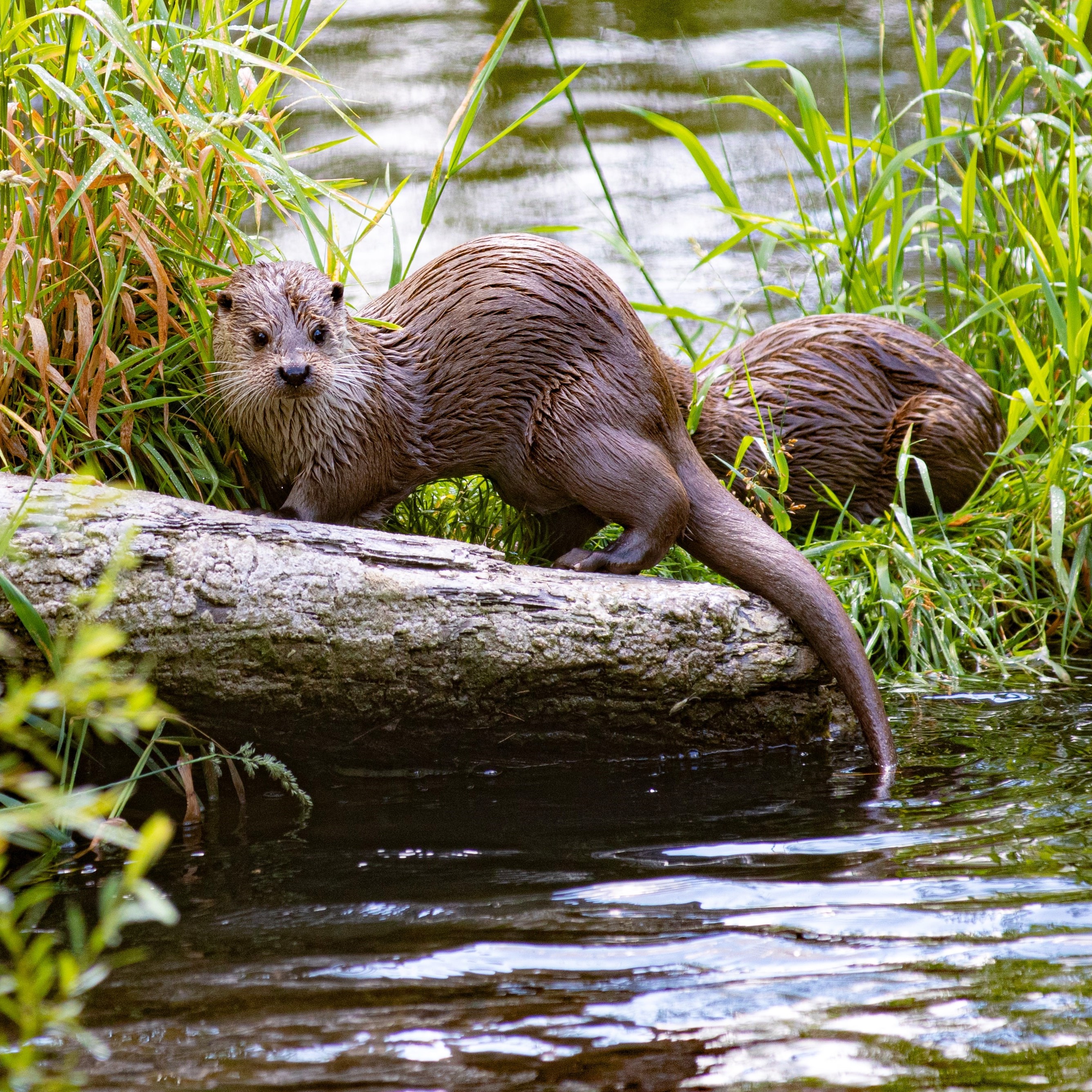 North American River Otter