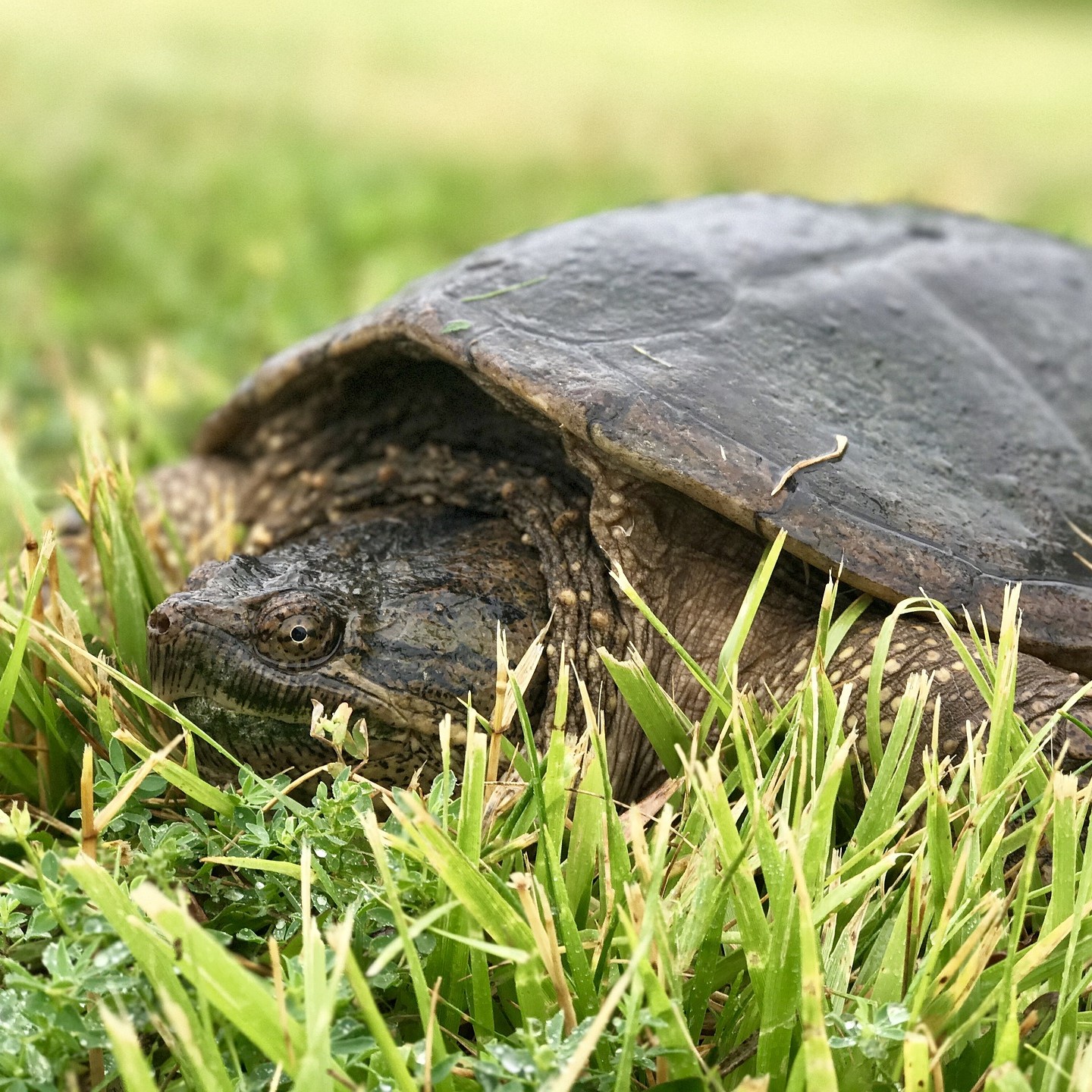 Snapping Turtle