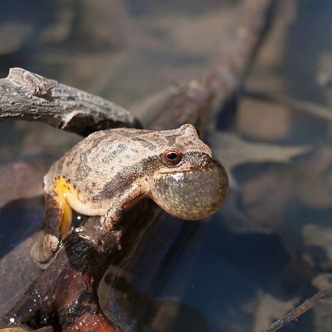 Spring Peeper