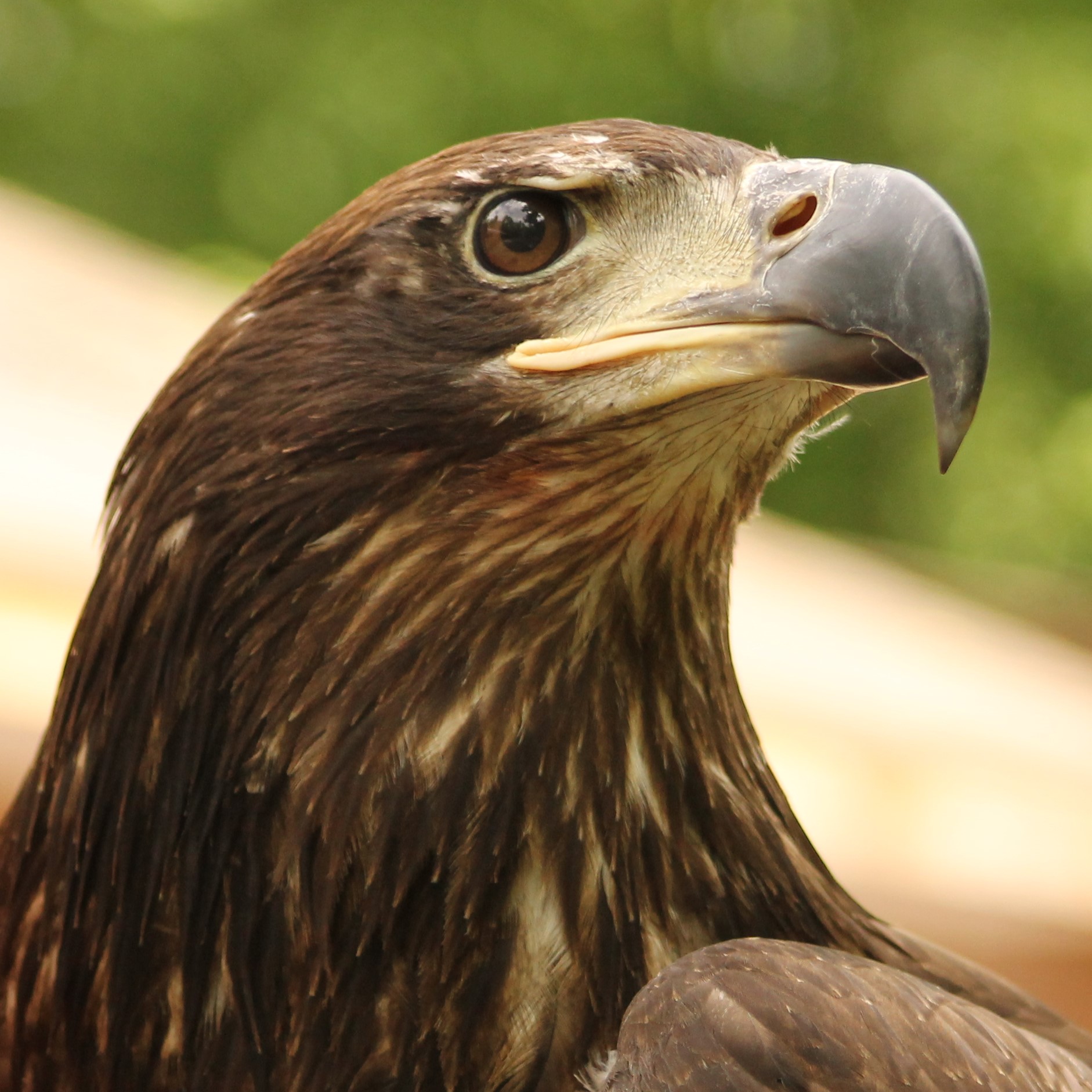 Ziibi, Bald Eagle