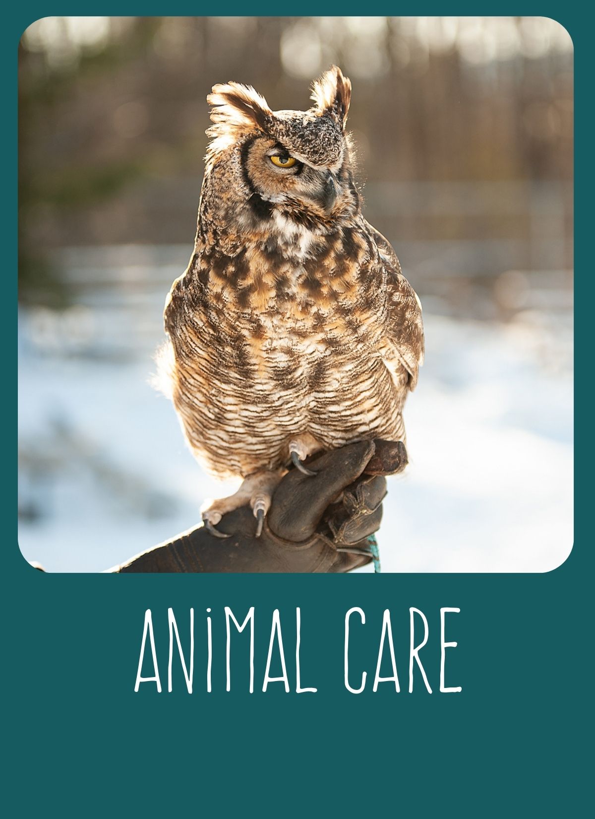 Animal Care