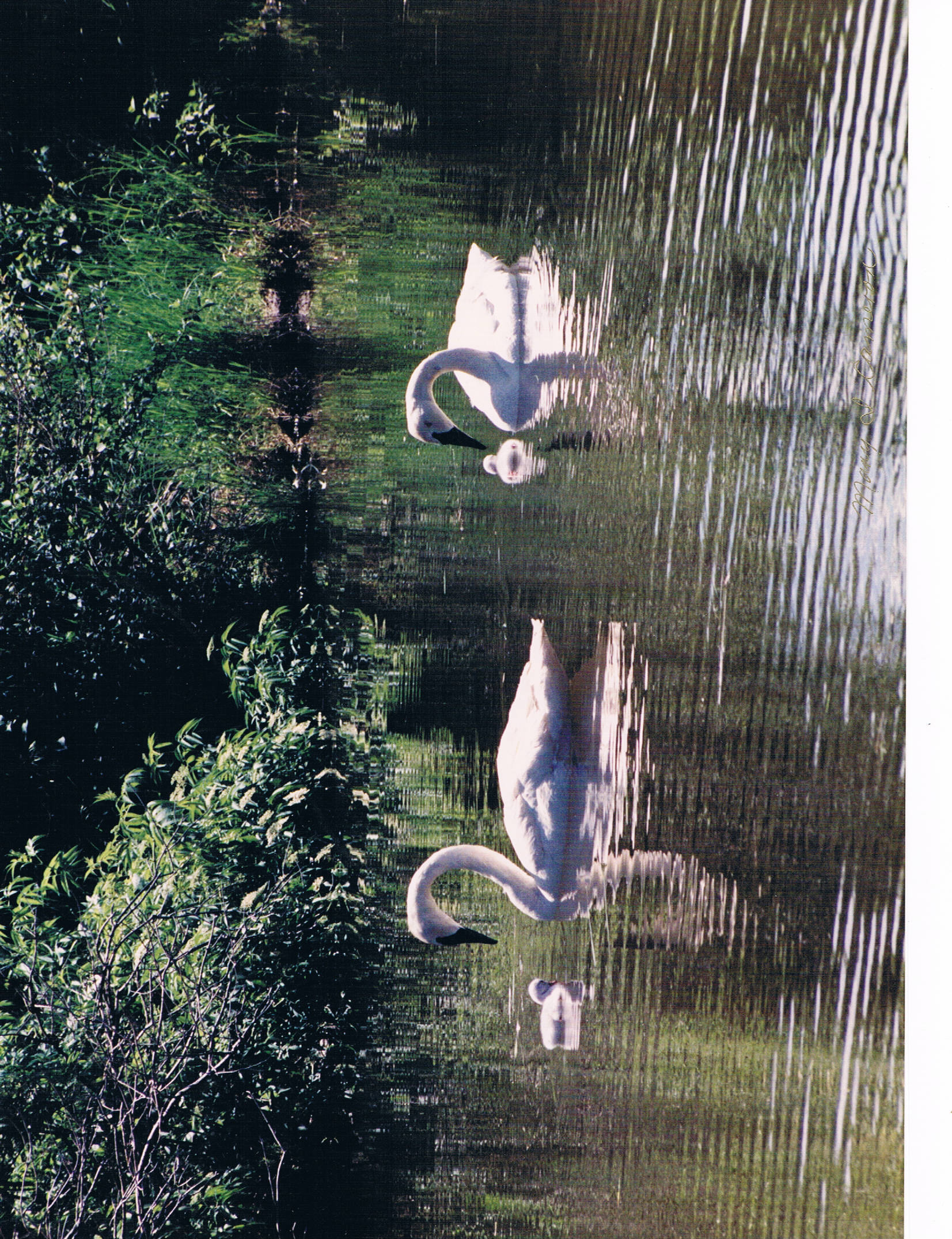 Big Guy, Lady Girl and Cygnets