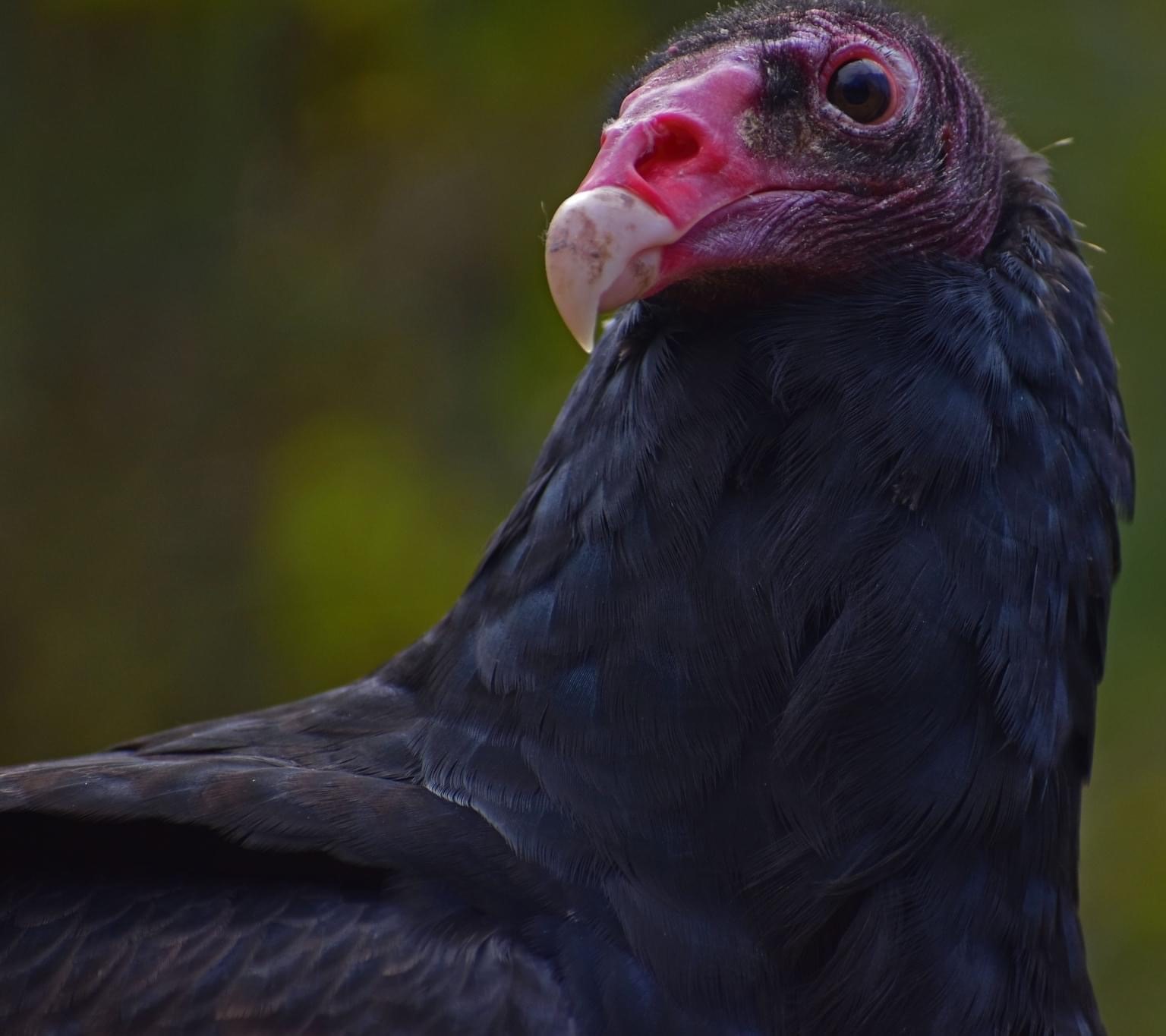 Darwin, Turkey Vulture