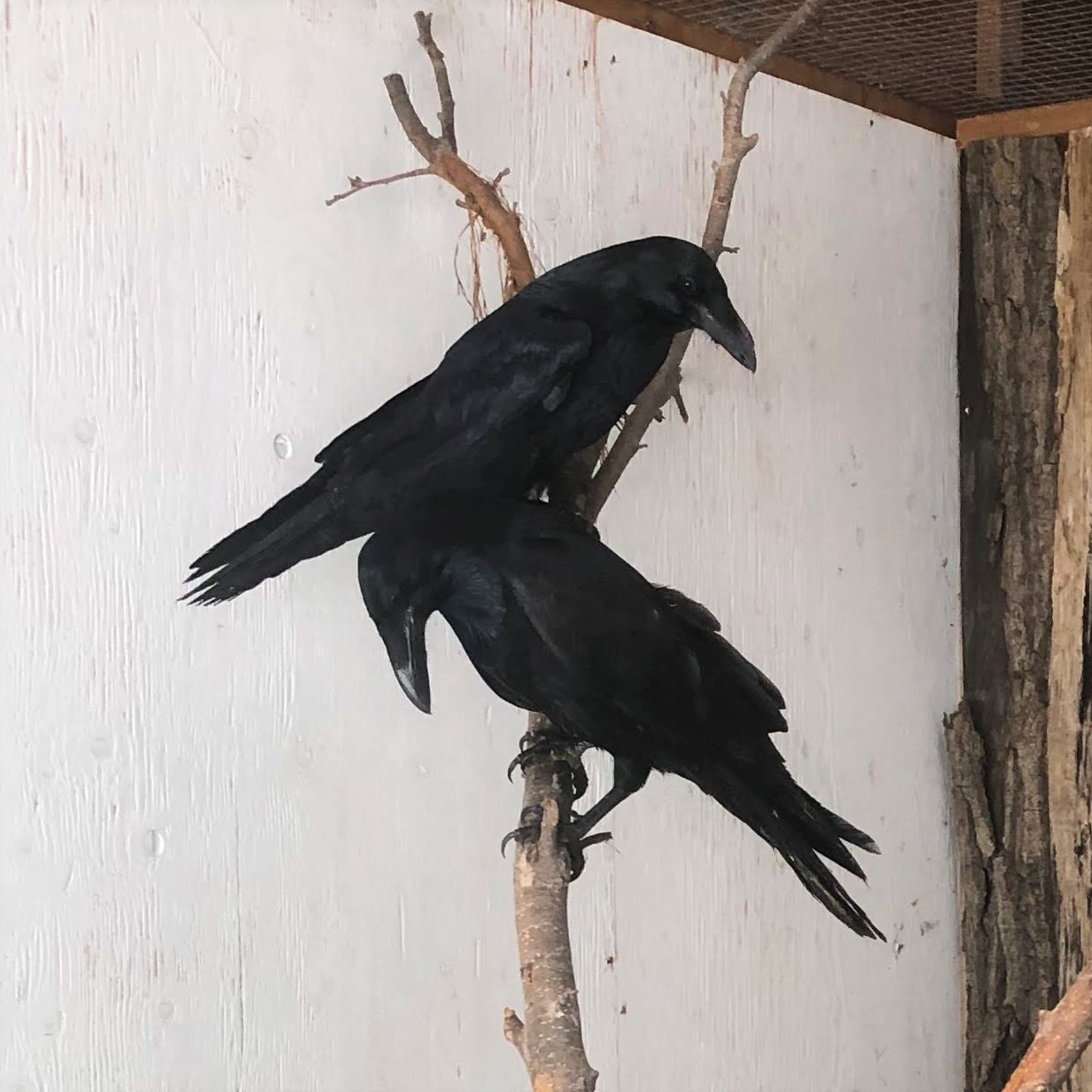 Edgar, Raven