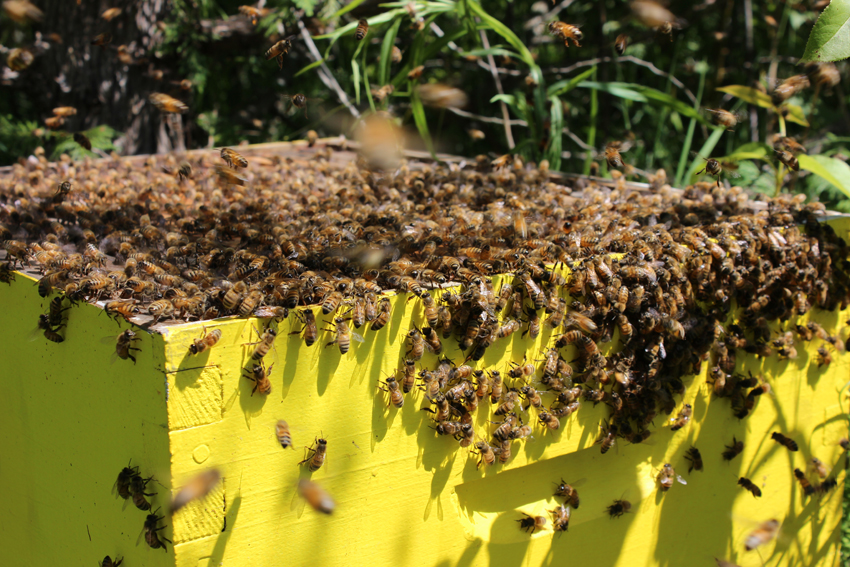 Honey Bee Hive