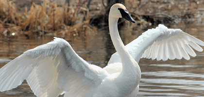 Trumpeter Swan