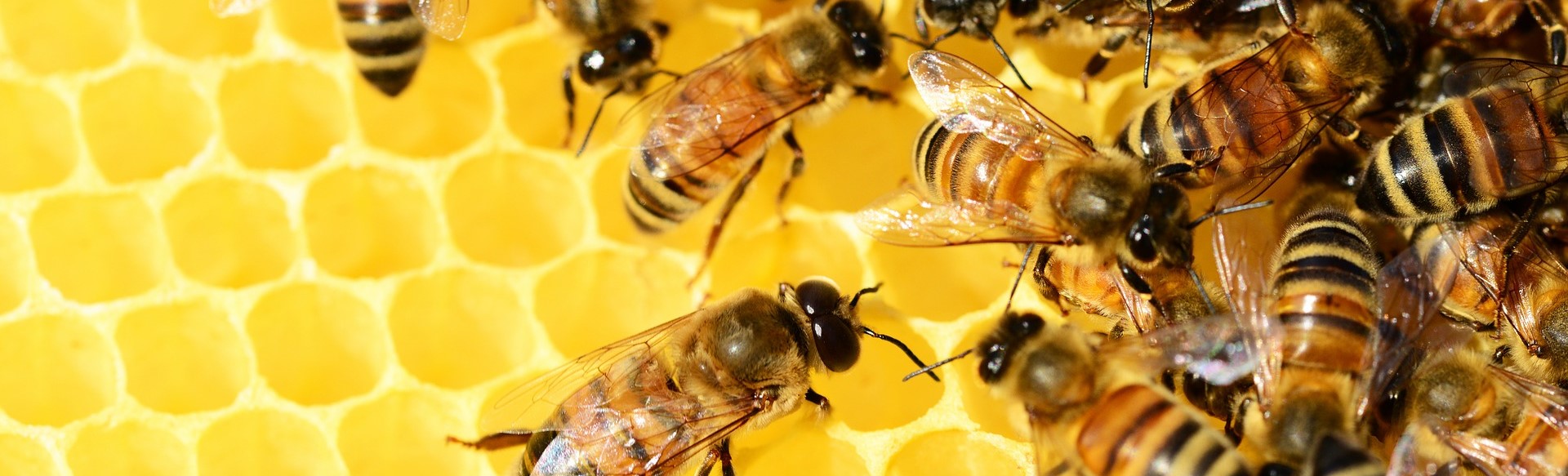 Intro to Beekeeping Workshop @ Wye Marsh Wildlife Centre