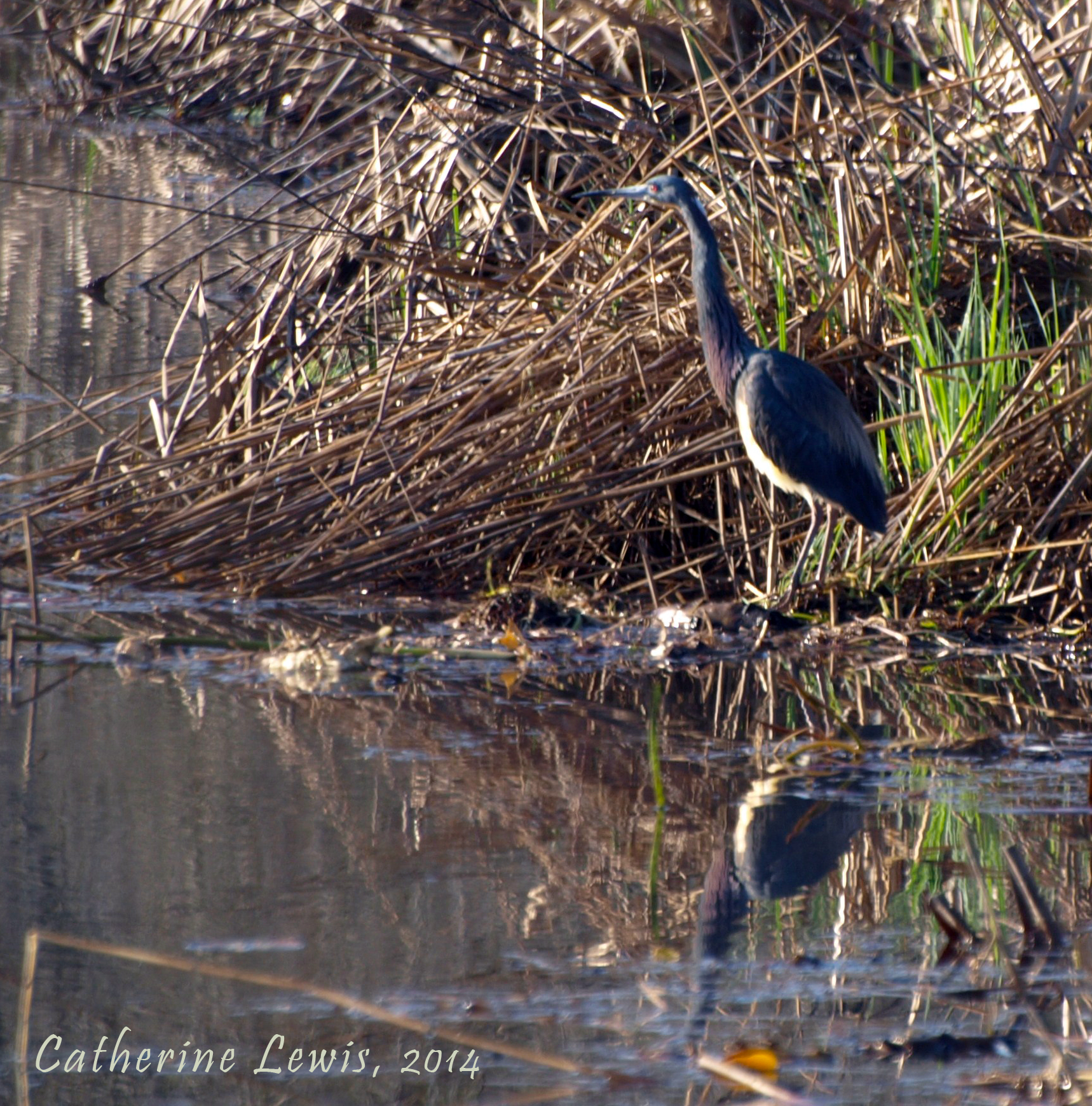 Tri coloured heron