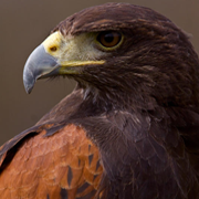 Hans, Harris Hawk