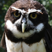 JJ, Spectacled Owl