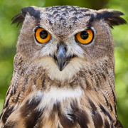 Axel, Eurasian Eagle Owl