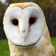 Casper, Barn Owl