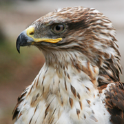 Guy Smiley, Ferruginous Hawk