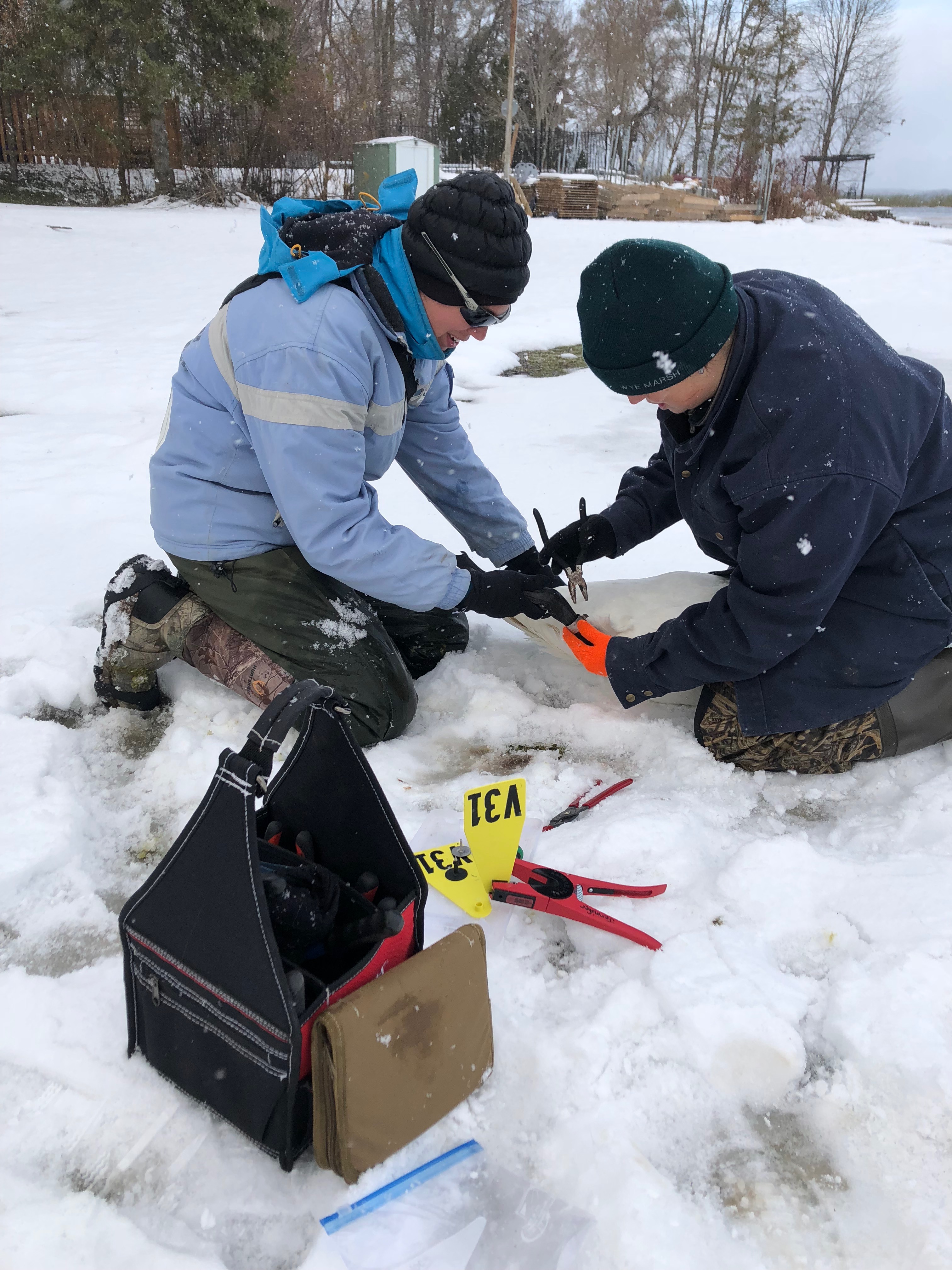 Banding Trumpeter Swans