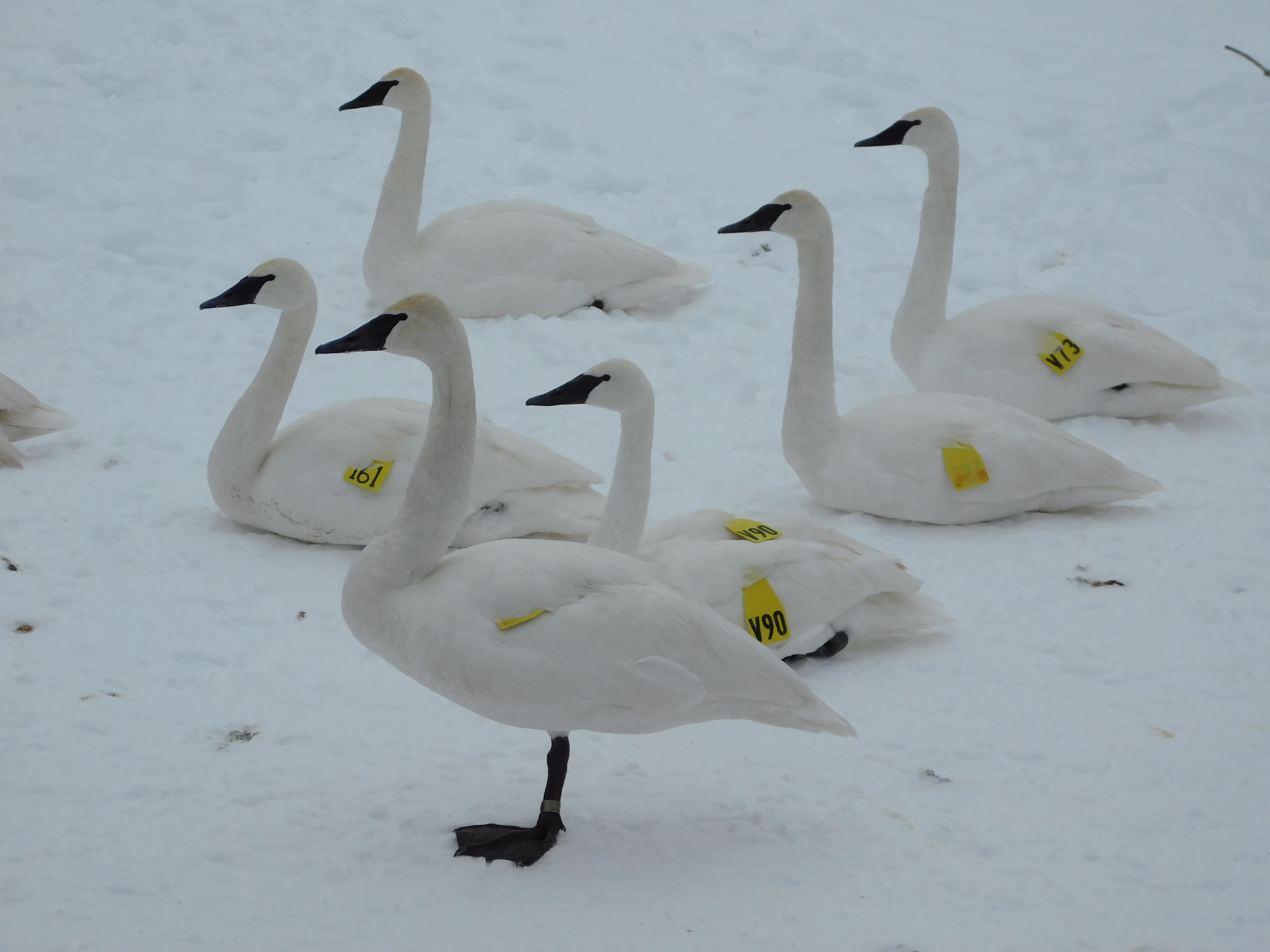 Trumpeter Swans at Wye Marsh