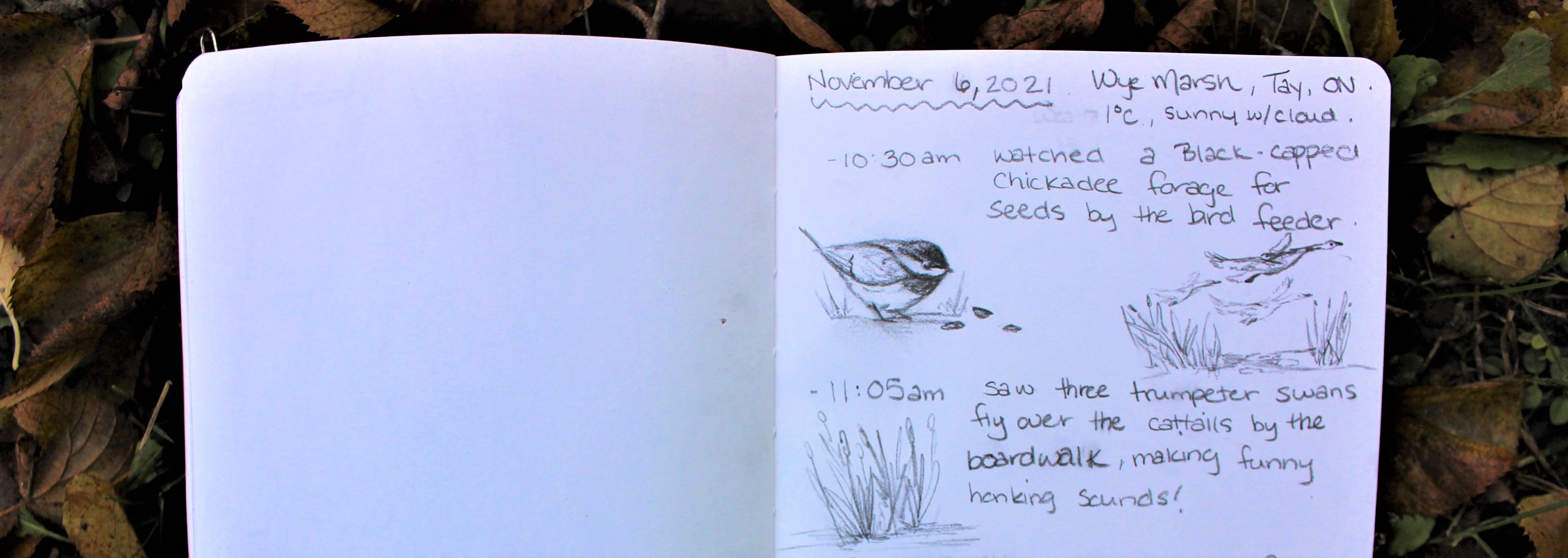 Nature Observation Journal