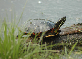 Turtle on Log